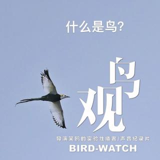 三宝鸟观察：日常喂养需耐心｜观鸟小百科：什么是鸟？