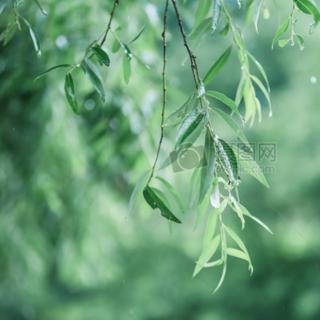 阿梅朗诵《叶听雨》