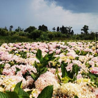 萱草花