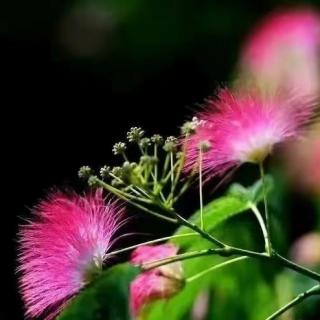 缨绒灿烂—相思的合欢花