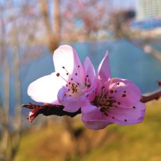 《不悟莲花白》作者梦回兰若