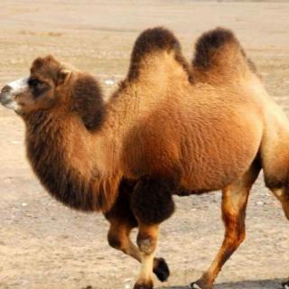 骆驼为什么能适应沙漠里的生活？