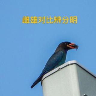 三宝鸟观察：雌雄对比辨分明；观鸟小百科：鸟有舌头吗？