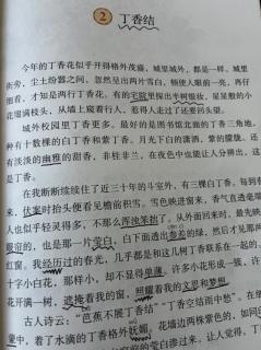 《丁香结》