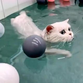 小猫可可学游泳（3）小兔皮皮和同学们丨罐子姐姐童话