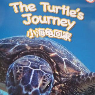 The Turtle's Journey