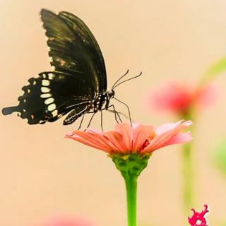 《繁星 春水》节选