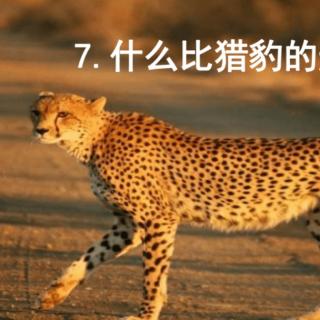 五年级【什么比猎豹的速度更快】