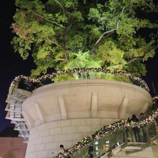 《香港:最贵的一棵树》(节选)作者舒乙