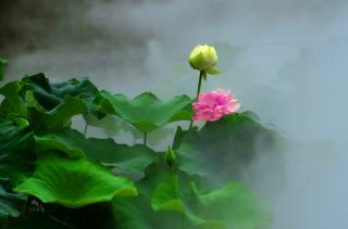 《雨中情思》马勇