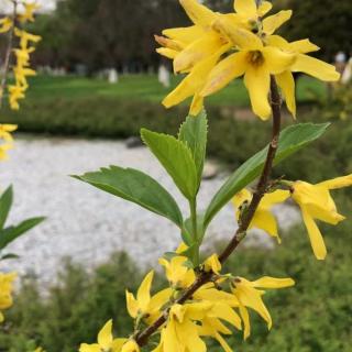 迎春花 朗诵《家乡，醉在蓝天下的草原》