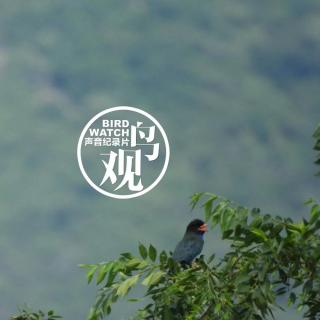 三宝鸟观察：蜻蜓幼蝉皆可食；观鸟小百科：细说鸟羽