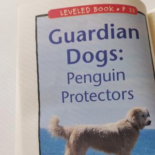 Guardian dogs:penguin protectors