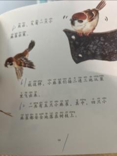 《和麻雀做邻居》P30-p39