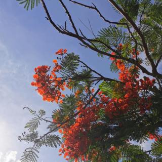 小草 许你，夏夜的凉爽