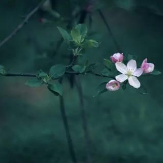 如梦令 昨夜雨疏风骤