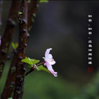 如梦令 昨夜雨疏风骤(李清照)