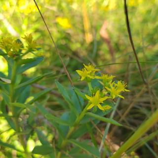 《油菜花开了》