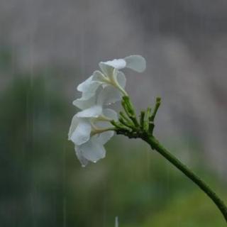 《微雨》

唐·李商隐