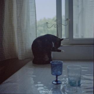 “现代人的孤独，猫能治愈”