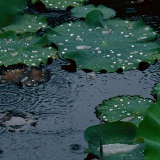 我喜欢雨的到来