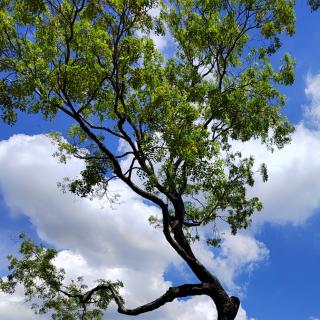 《在烈日和暴风雨下》