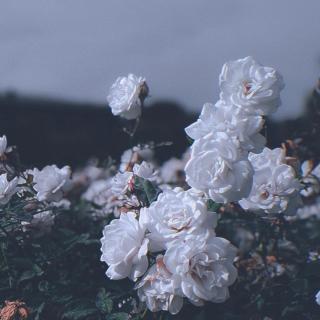 我还以为玫瑰花有多贵呢 - 树提菩