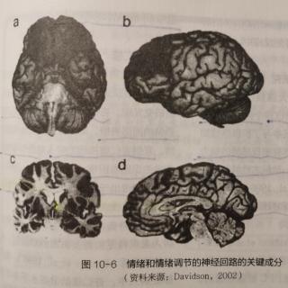 第二节 情绪与脑 一、情绪的脑中枢机制