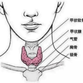 什么是内分泌和内分泌疾病？