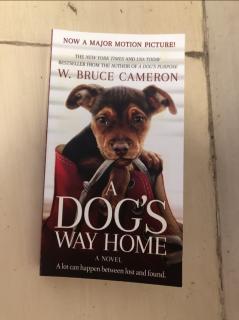 A DOGS WAY HOME 45