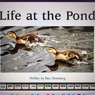20220813-Life at the Pond
