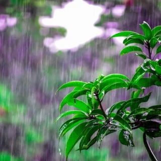 [生活感知]仲夏里，醉一场久违的雨