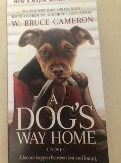 A DOGS WAY HOME 270