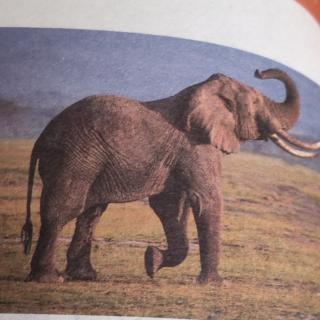 为什么大象的耳朵特别大？