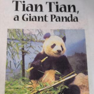 20220818-Tian Tian, a Giant Panda