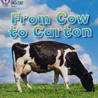 Big Cat-From Cow to Carton