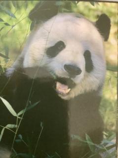 20220821<Tian Tian,a giant panda>