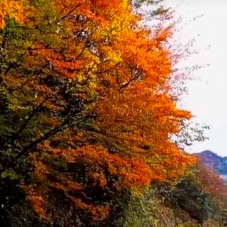 野草《阳光探访》朗诵天乐