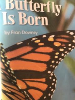 A Butterfly Is Born