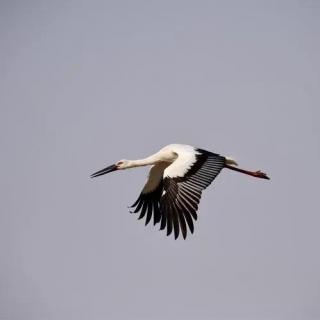 陈元武《鹳鸟飞过天空》主播：苏家卉