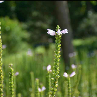 le

C 05- go away lily