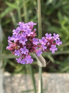 面潮大海，春暖花开