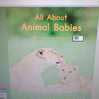 All about Animal babies