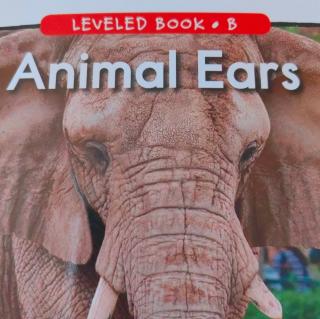 Animal Ears动物的耳朵