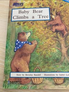 Baby bear climbs a tree