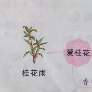 1《白鹭》2《落花生》3《桂花雨》