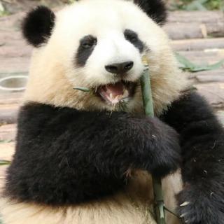 大熊猫成功