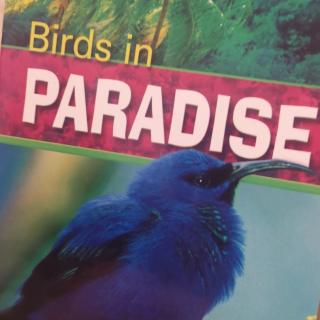 Birds in Paradise by Darcy