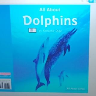 All About  dolphins