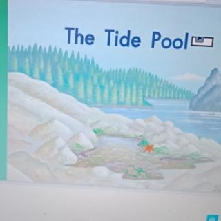 The tide pool